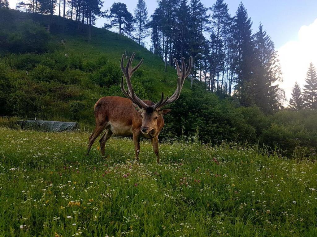 Hotel Alpina Regina Biberwier Eksteriør bilde